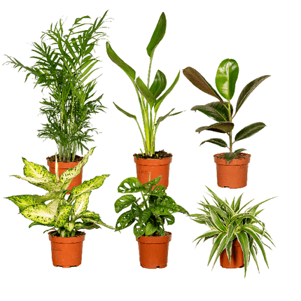 Verrassingsbox - Ø12cm - ↕25cm - x6
