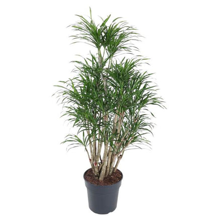 Dracaena Anita vertakt - 160 cm - ø31