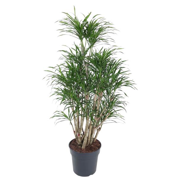 Dracaena Anita vertakt - 160 cm - ø31