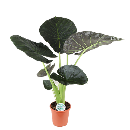 Alocasia Regal Shield Ø24cm - ↕110cm