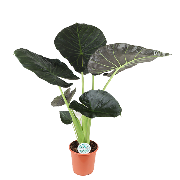 Alocasia Regal Shield Ø24cm - ↕110cm