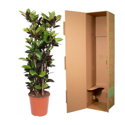 Codiaeum Iceton (Croton Iceton) - 140 cm - ø27