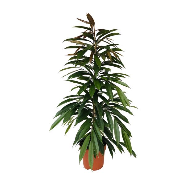 Ficus Binnendijkii Amstel King - Ø21cm - ↕95cm
