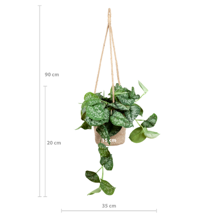 Scindapsus Pictus met hangpot Oviedo naturel - 25cm - Ø16