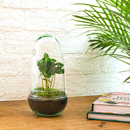 DIY terrarium - Egg Coffea Arabica - ↕ 25 cm
