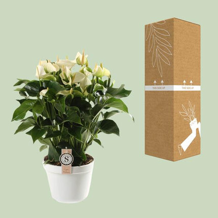 Anthurium White Champion 21cm - Ø21cm - ↕65cm