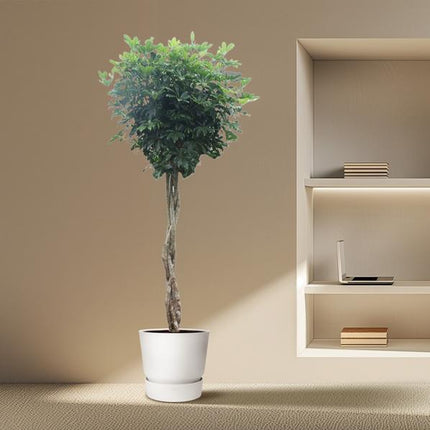 Schefflera Arboricola Compacta gevlochten stam - 250 cm - ø55