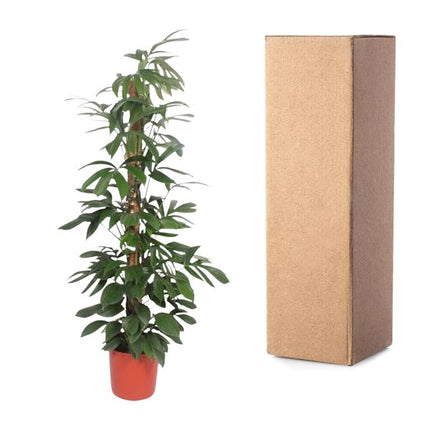 Philodendron Dragon Tail mosstok - 220 cm - ø34