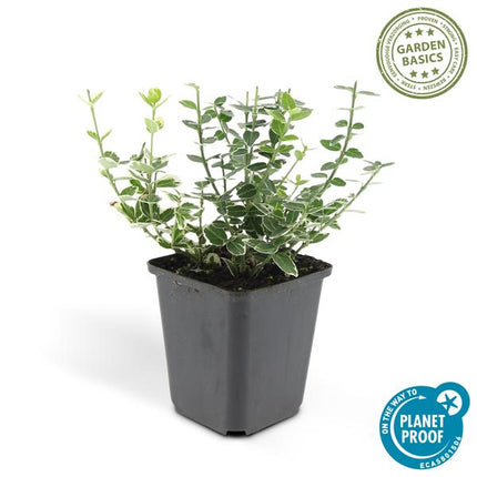12x Euonymus 'Emerald 'n Gaity' - ↕10-25cm - Ø9cm