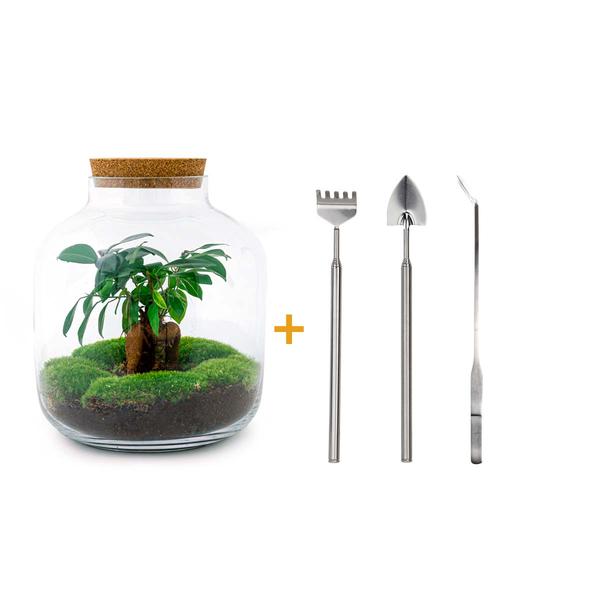 DIY terrarium - Billie Bonsai - ↕ 29 cm - Rake + Shovel + Tweezer