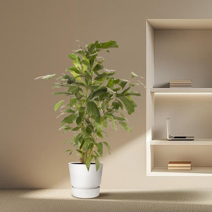 Caryota Mitis - 150 cm - ø27