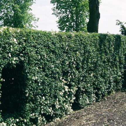 Crataegus Monogyna - Blote wortel - 100/125 - 50x