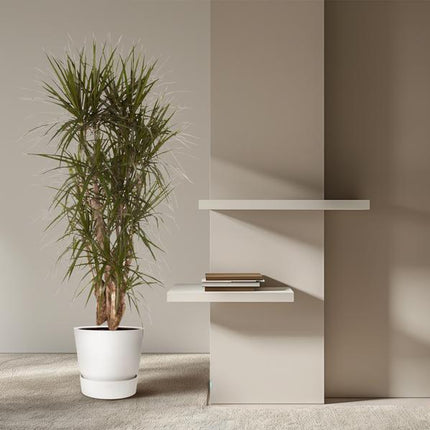 Dracaena Marginata vertakt - 160 cm - ø34