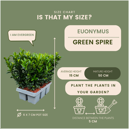 24 x Euonymus 'Green Spire' - 24 x Ø 7 cm - ↨ 15 cm