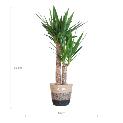 Yucca Elephantipes met Mand Lissabon zwart - 90cm - Ø21