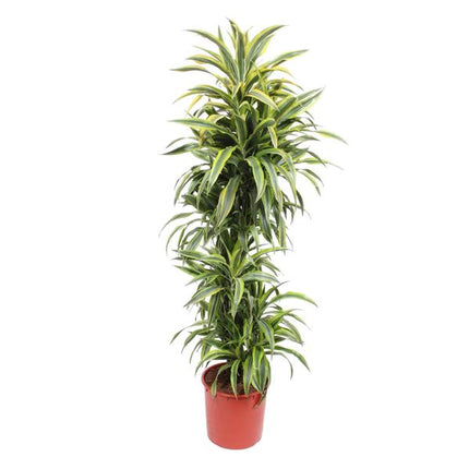 Dracaena Lemon Lime - 170 cm - ø34