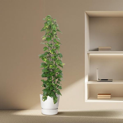 Epipremnum Aureum gaasrek - 160 cm - ø27