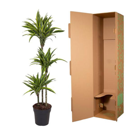 Dracaena Lemon Lime - 140 cm - ø24