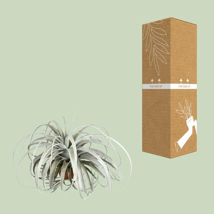 Tillandsia Xerographica - Ø45cm - ↕30cm