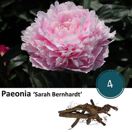Paeonia ‘Sarah Bernhardt’  - 4x