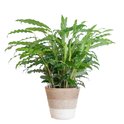 Calathea Rufibarba met Mand Lissabon wit - 55cm - Ø17