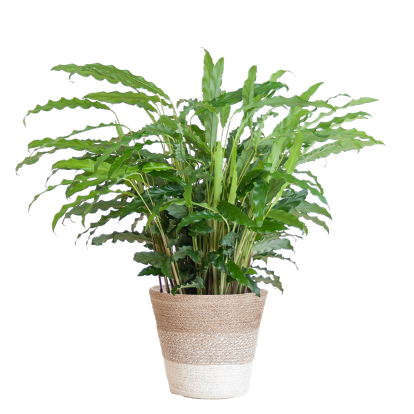 Calathea Rufibarba met Mand Lissabon wit - 55cm - Ø17