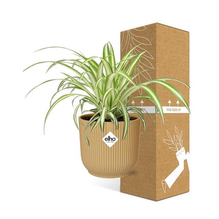 Chlorophytum Comosum Variegatum in ELHO Vibes Fold 14cm geel