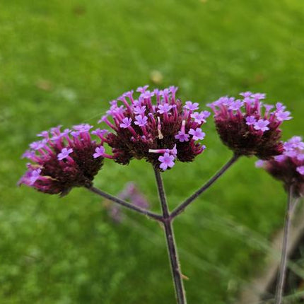 Verbena bon. 'Lollipop' - ↕10-25cm - Ø9cm - 12x