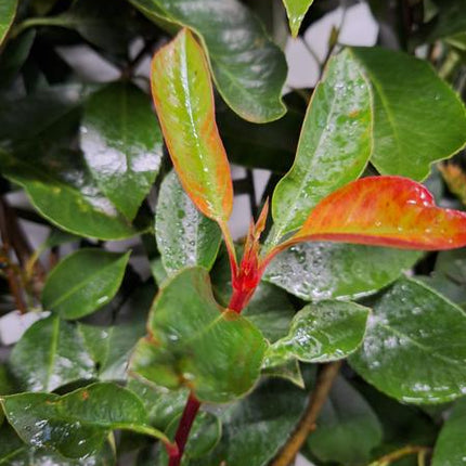 Photinia Fraseri 'Red Robin' - Glansmispel - Kant-en-Klaar Haag - 120 x 180 cm