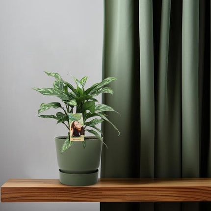 Aglaonema Maria - Ø17cm - ↕40cm