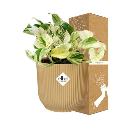 Epipremnum Pinnatum Happy Leaf in ELHO Vibes Fold 14cm geel