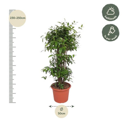 Dracaena Surculosa - 240 cm - ø50