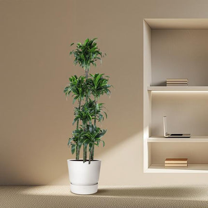 Dracaena Dorado Carrousel - 170 cm - ø34