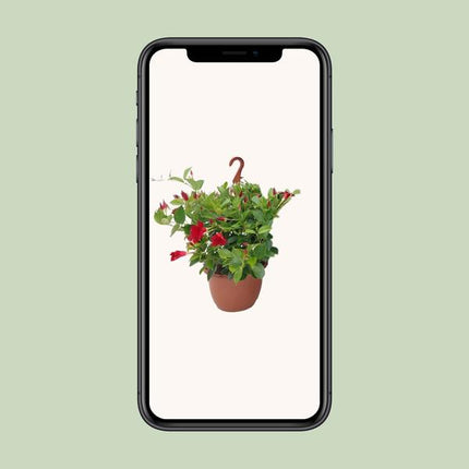Sundaville Hanging Basket Tricolor - Ø25cm - ↕50cm