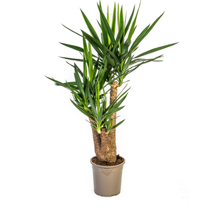 Yucca Elephantipes Vertakt Ø24cm - ↕80-100cm