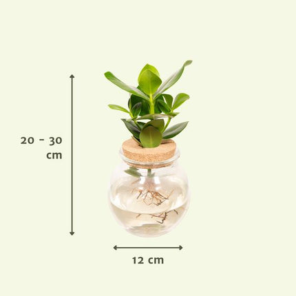 Clusia in Bolglas kurk - Ø12cm - ↕30cm