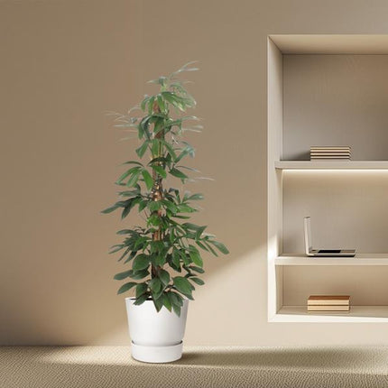 Philodendron Dragon Tail mosstok - 220 cm - ø34