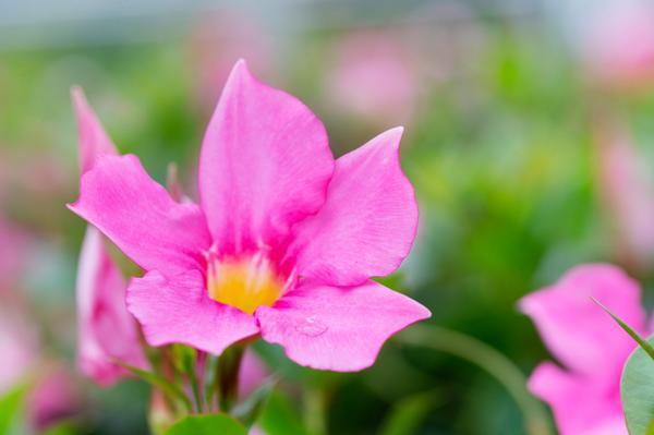 Dipladenia Sundaville PINK 27 Cm Hangpot - Ø27cm - ↕60cm