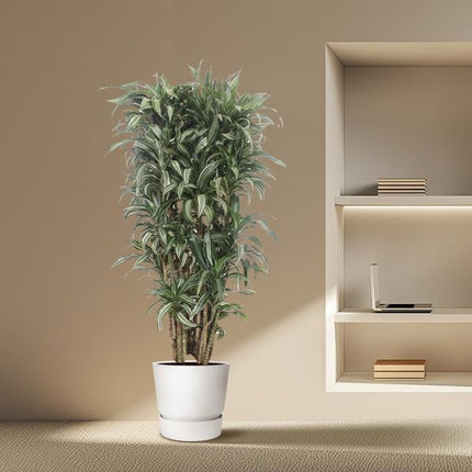 Dracaena Warneckei compacta - 150 cm - ø30