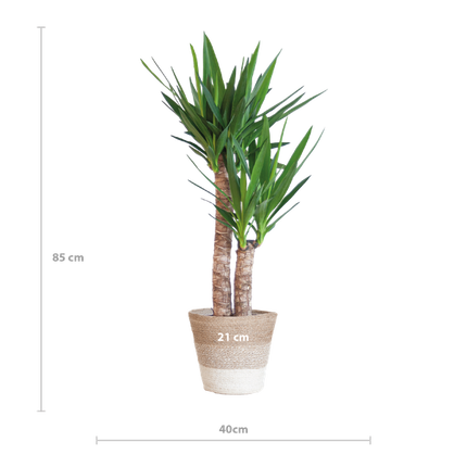 Yucca Elephantipes met Mand Lissabon wit - 90cm - Ø21