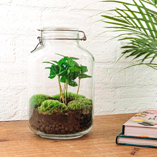 DIY terrarium - Jar - Coffea Arabica - ↕ 28 cm - Rake + Shovel + Tweezer