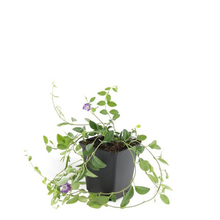 Vinca minor 'Atropurpurea', - ↕10-25cm - Ø9cm - 6x