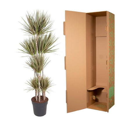 Dracaena Bicolor Carrousel - 190 cm - ø34