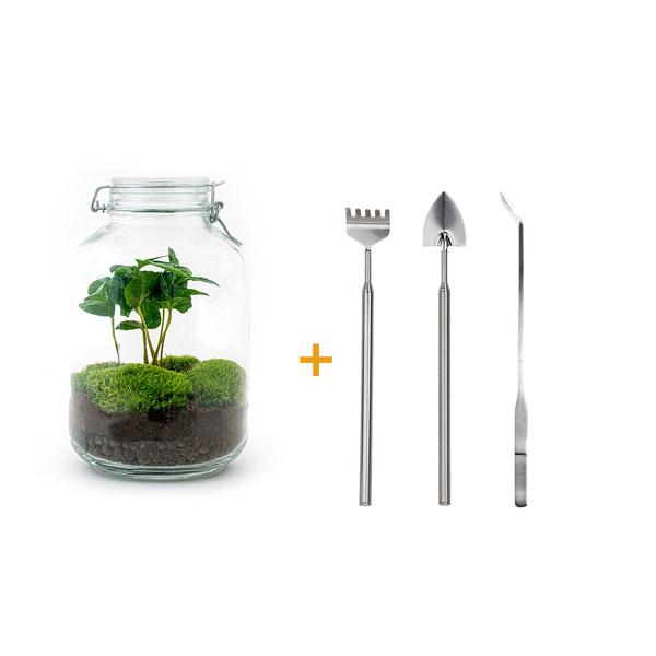 DIY terrarium - Jar - Coffea Arabica - ↕ 28 cm - Rake + Shovel + Tweezer