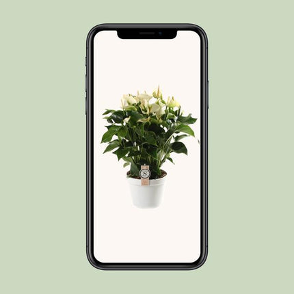 Anthurium White Champion 21cm - Ø21cm - ↕65cm