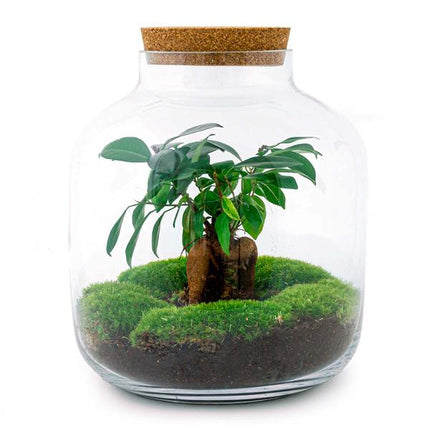 DIY terrarium - Billie Bonsai - ↕ 29 cm - Rake + Shovel