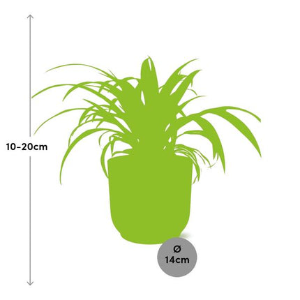 Chlorophytum Comosum Variegatum in ELHO Vibes Fold 14cm geel