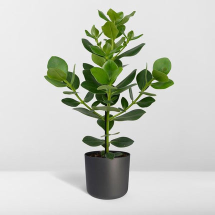 Clusia Rosea Princess - Ø17cm - ↕60cm