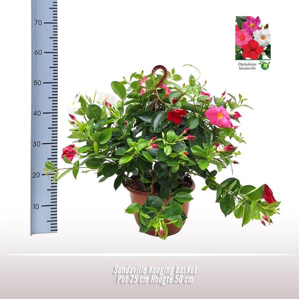 Sundaville Hanging Basket Tricolor - Ø25cm - ↕50cm