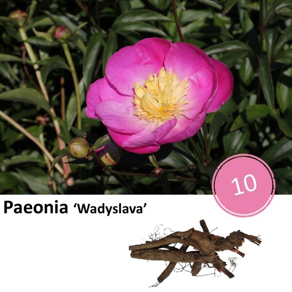 Paeonie 'Wadyslava' - 10x